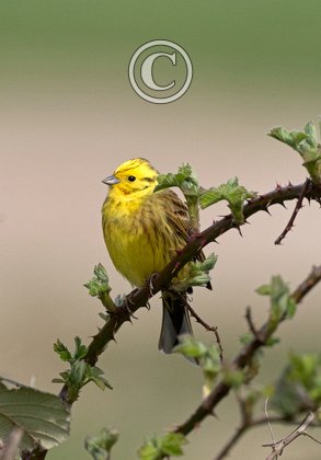  Yellowhammer  DM1863